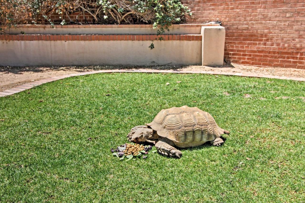 Вилла Pet-Friendly Tucson Casita Shared Hot Tub And Porch Экстерьер фото